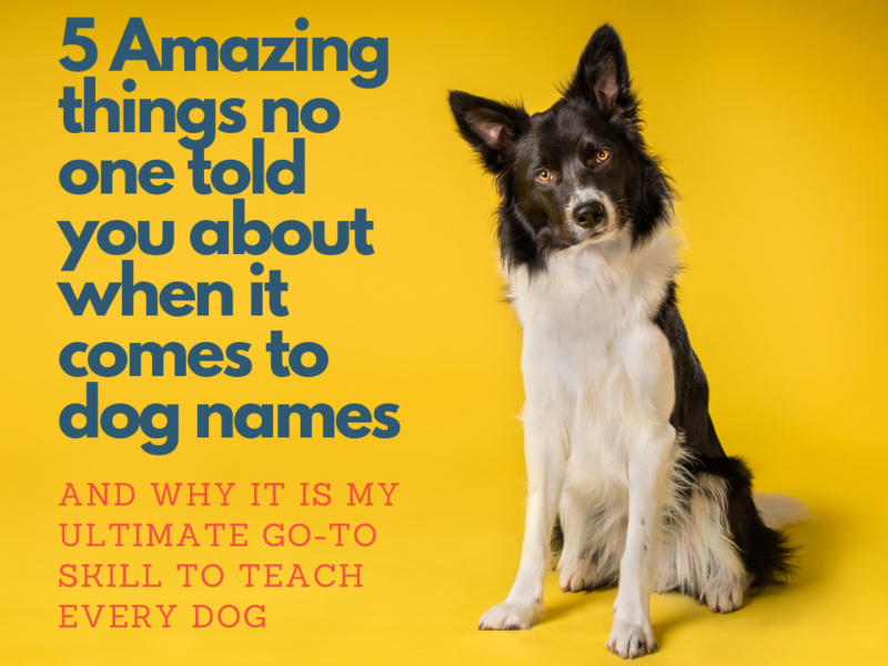 5 amazing things no one told you about when it comes to dog names and why it’s my ultimate go-to