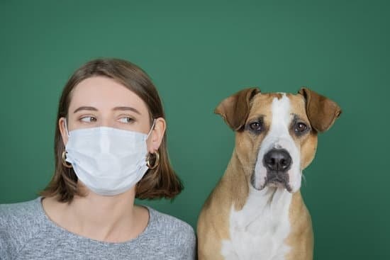 Dogs and Face Masks, what to do to help your dog in a world of masks.