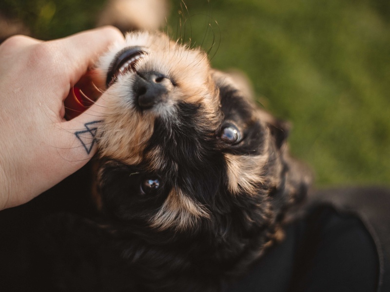 How to stop a puppy biting your hands and feet