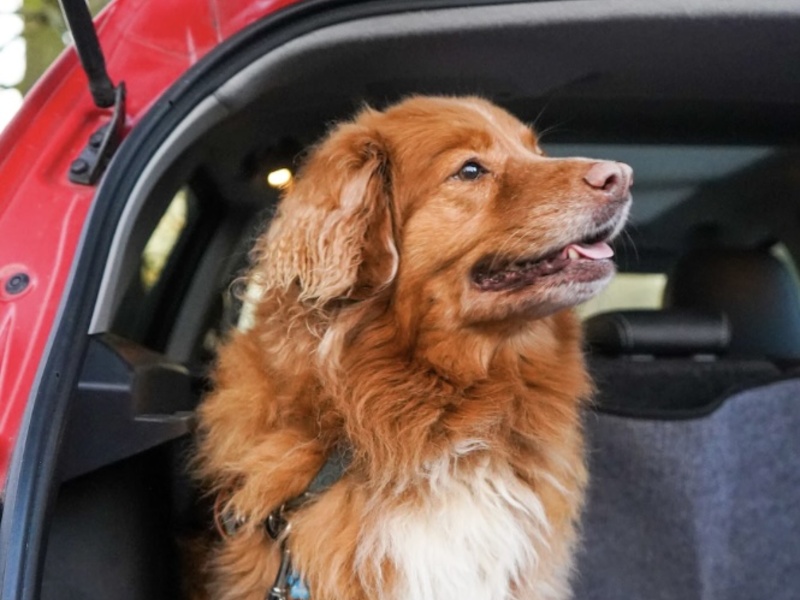 Taking Your Dog on Holiday: How to Make Car Travel Easy