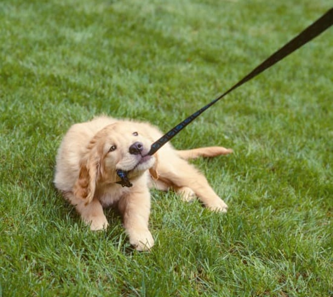 why does dog bite leash