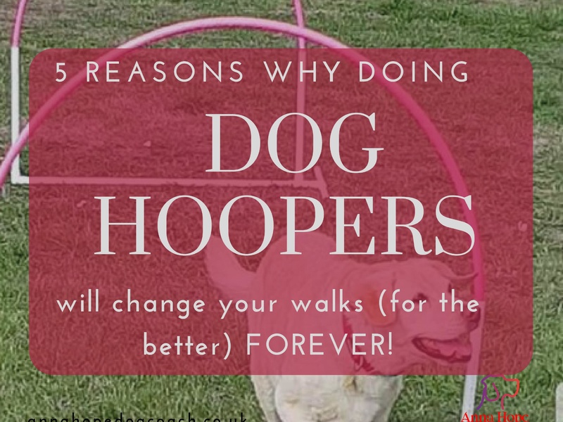 5 Reasons why doing Dog Hoopers will change your walks, for the better, FOREVER