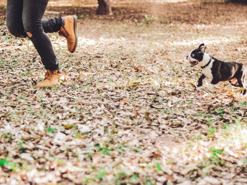 Dog and puppy recall training, plan for success.