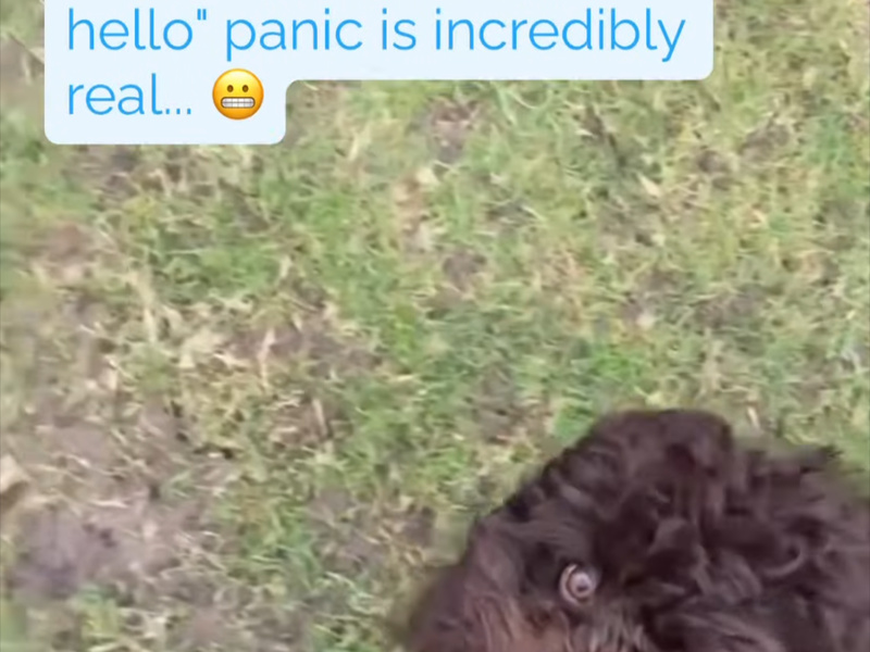How to Stop Your Dog Barking at Other Dogs: 3 Steps to Fix Lead Reactivity