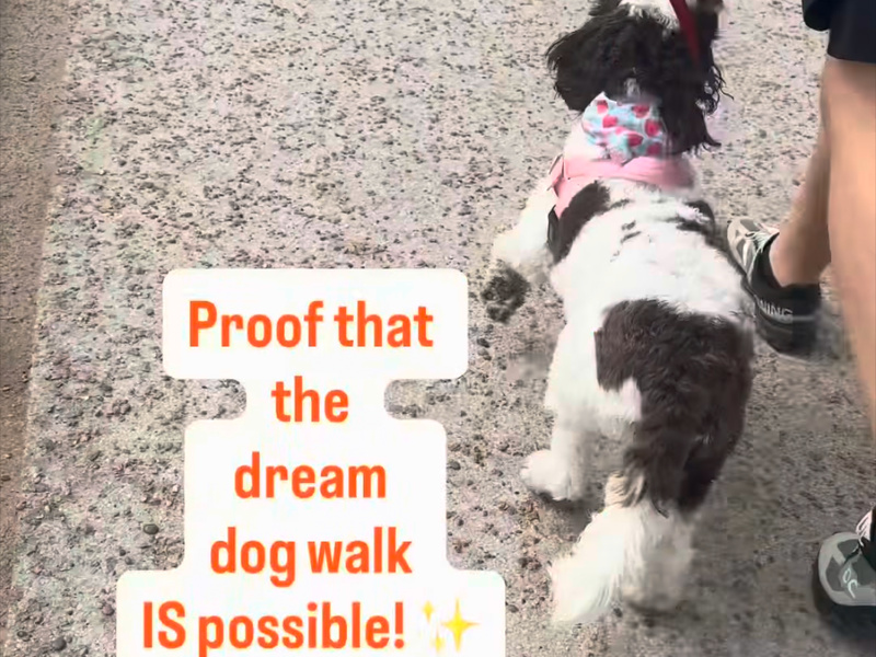 How to Stop Your Dog Pulling on the Lead (And Enjoy Your Rugby Walks Again!)