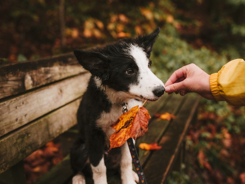 How to teach a dog to sit