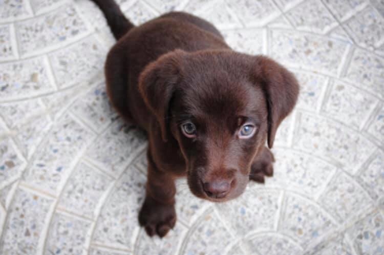 How to toilet train your puppy