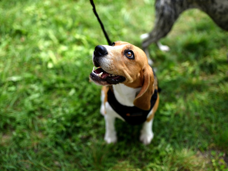 Marking behaviour and clicker training dogs. What is it and why do we do it?