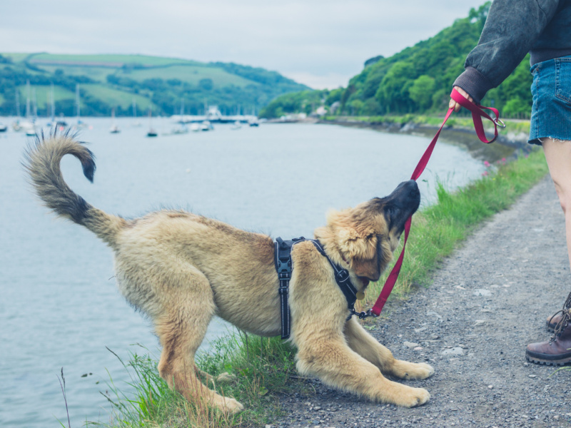 No More Walk Reactivity: 3 Essential Skills to Teach Your Dog