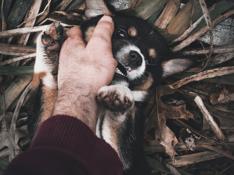 Puppy biting: What’s normal, What’s not and How to stop it