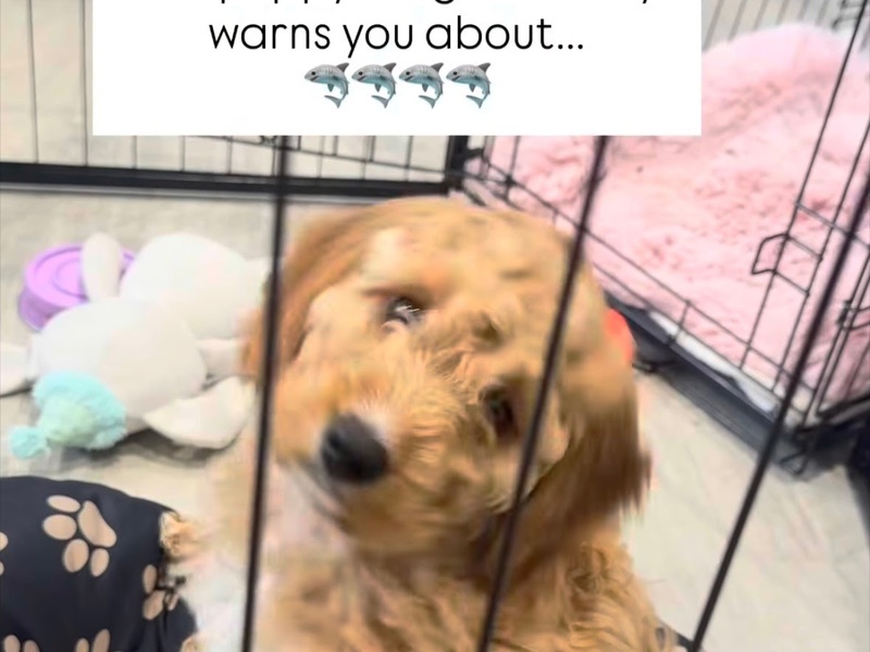 Stop Puppy Biting: The Easiest Fix for Rugby (and beyond) Dog Owners