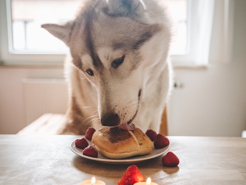 Why do we use food when training a dog or puppy?