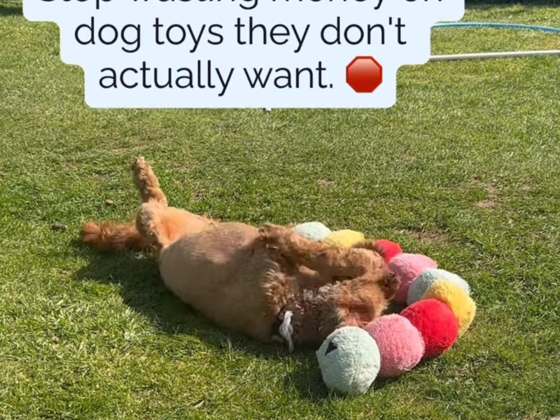 Why Your Dog Isn’t Listening: The Secret to Finding the Best Training Rewards (And Saving Money!)