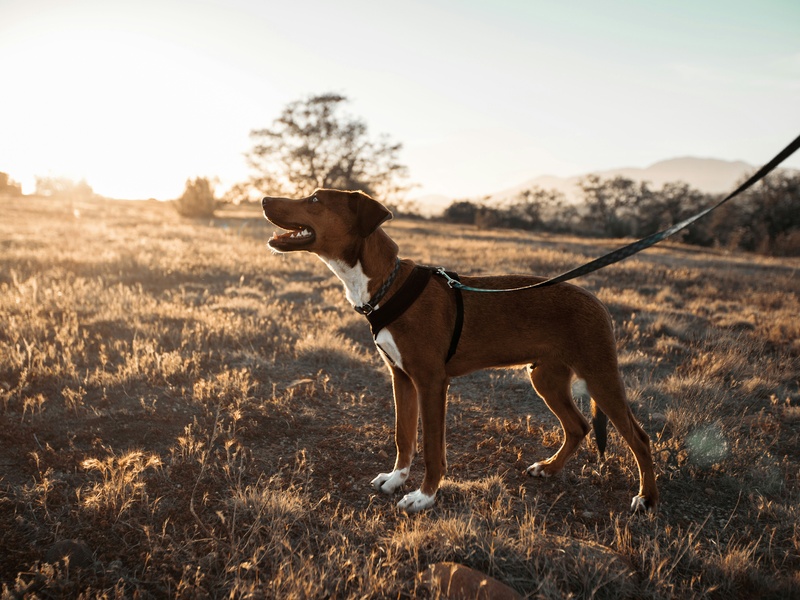 Dog & Puppy Training in Rugby & Warwickshire