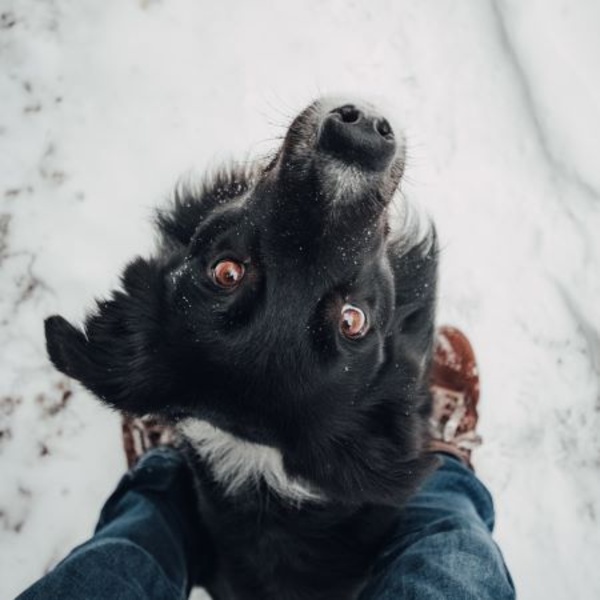 Not Just Recall? Our Pawsitive Foundations Package