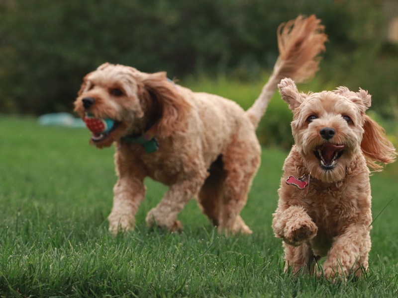 Our Books: Expert Dog Training Guides