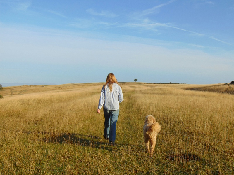 Recall Training: Off-Lead Confidence in Rugby & Warwickshire