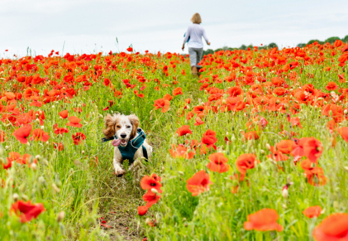 🐕 The Bulletproof Recall Toolkit | Off-Lead Dog Training Guide