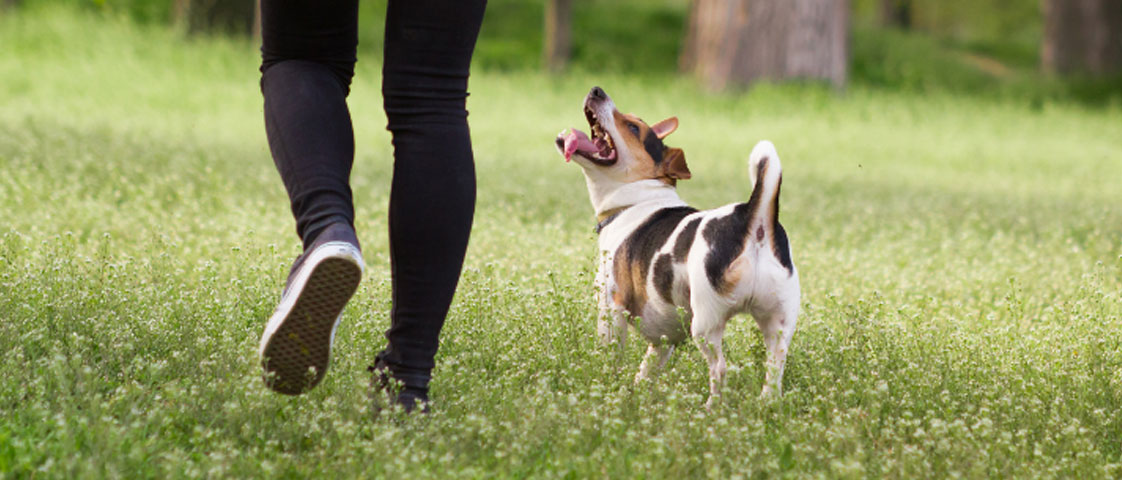 Dog Trainer Rugby